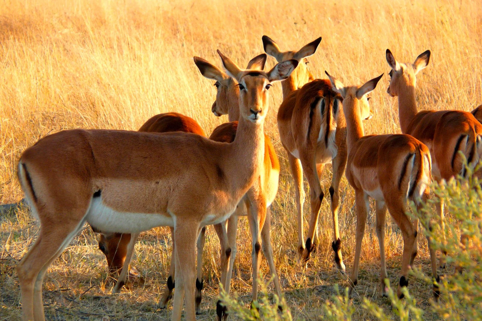 Parco Chobe - Delta dell'Okavango