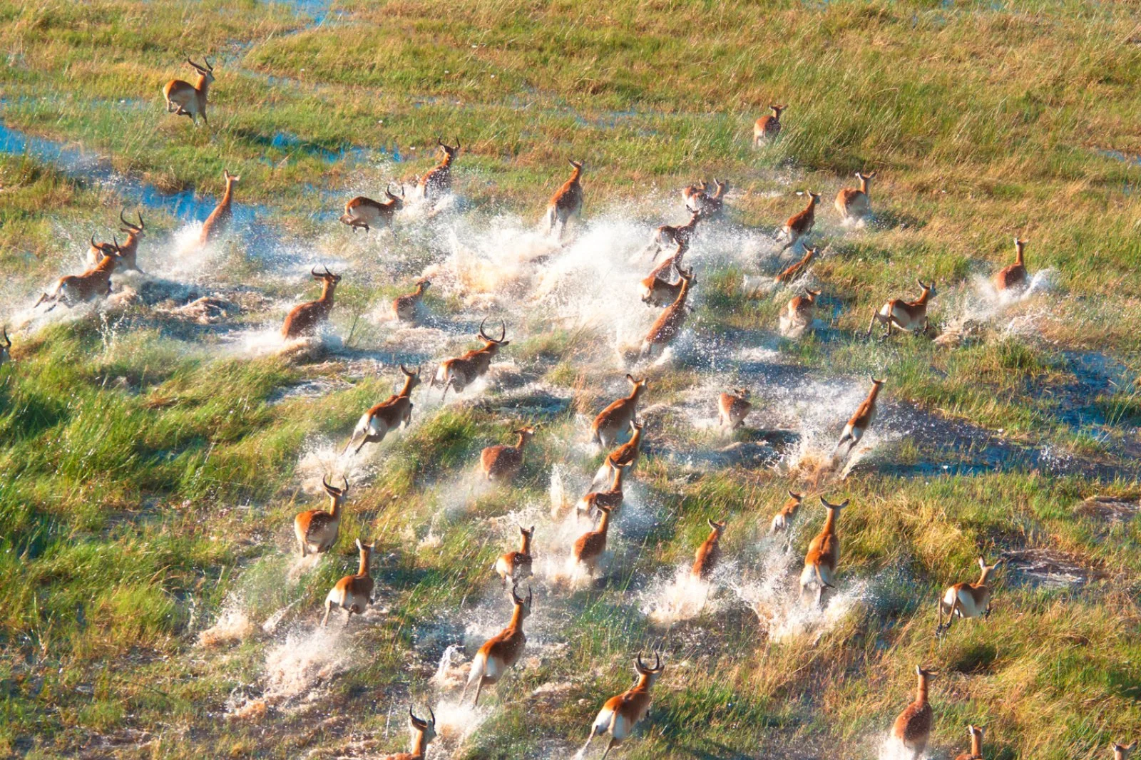 Delta dell'Okavango – Khwai, Riserva Moremi