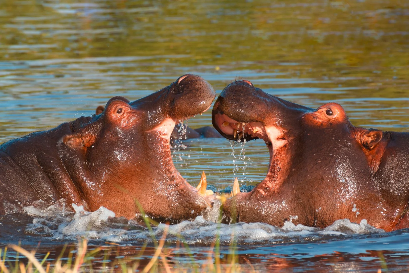 Delta dell'Okavango – Khwai, Riserva Moremi