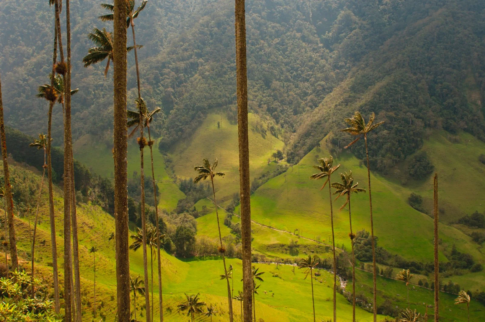 Pereira - Valle del Cocora - Pereira