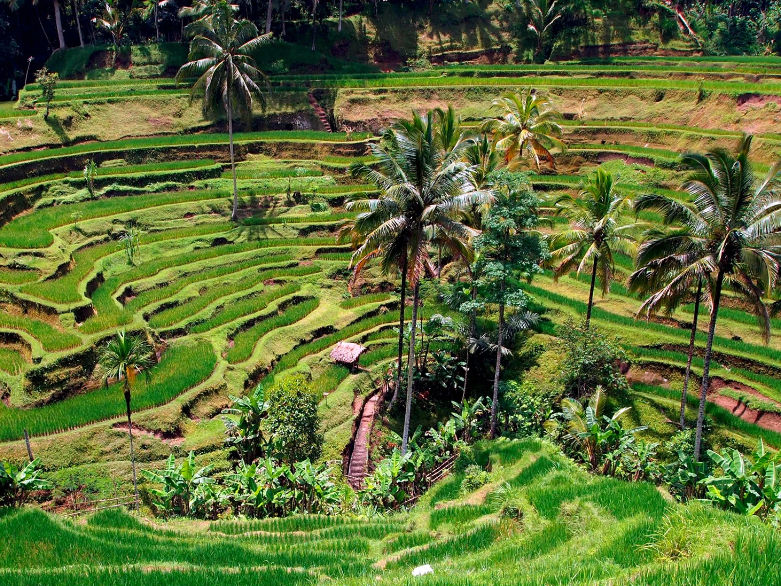Ubud - Besakih - Gunung Kawi - Tegalalang - Ubud