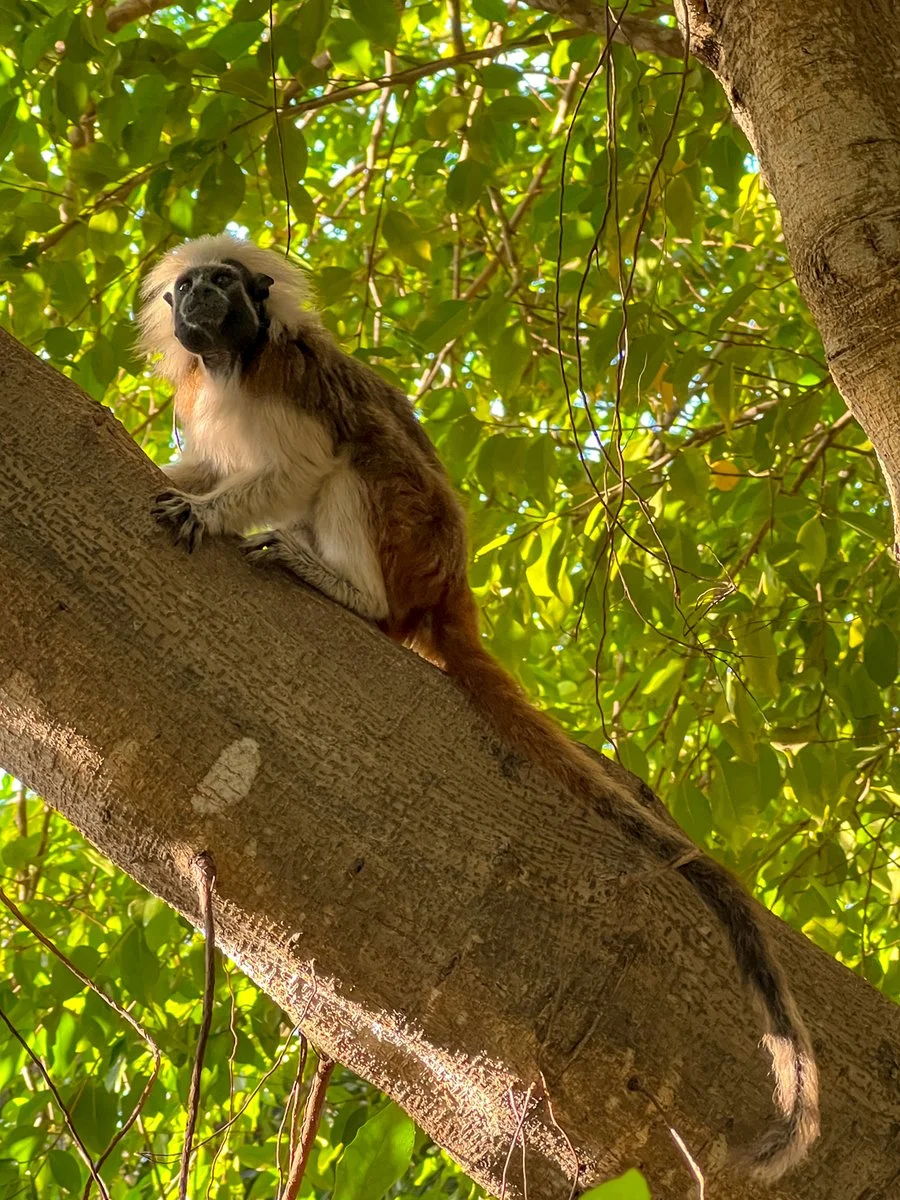 Isla Mucura - Cartagena