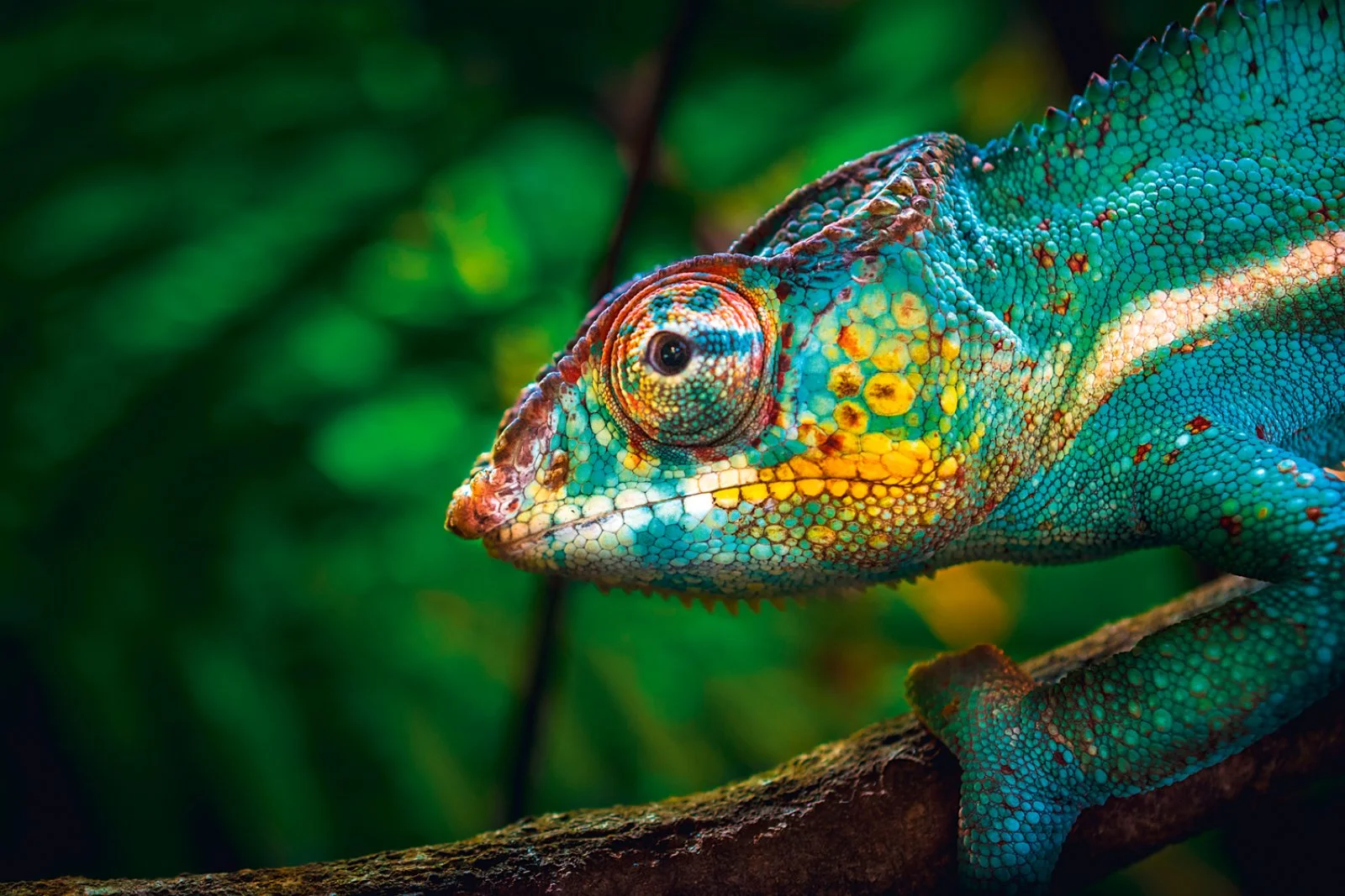 DIEGO SUAREZ/MONTAGNE D'AMBRE/DIEGO SUAREZ (60 km)