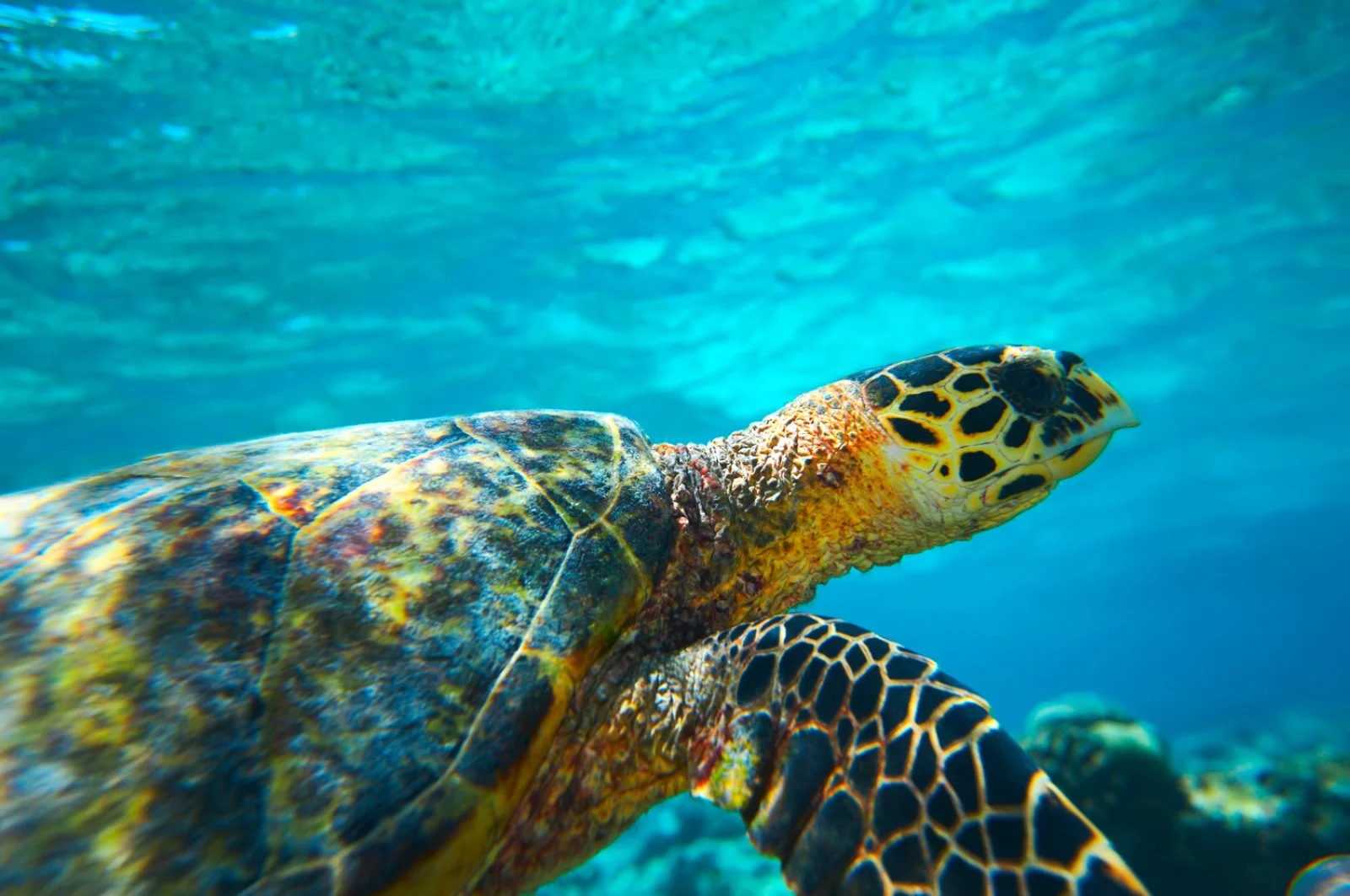 PARCO DELL’ANKARANA/ANKIFY/TANIKELY/NOSY KOMBA/NOSY BE (200 km)