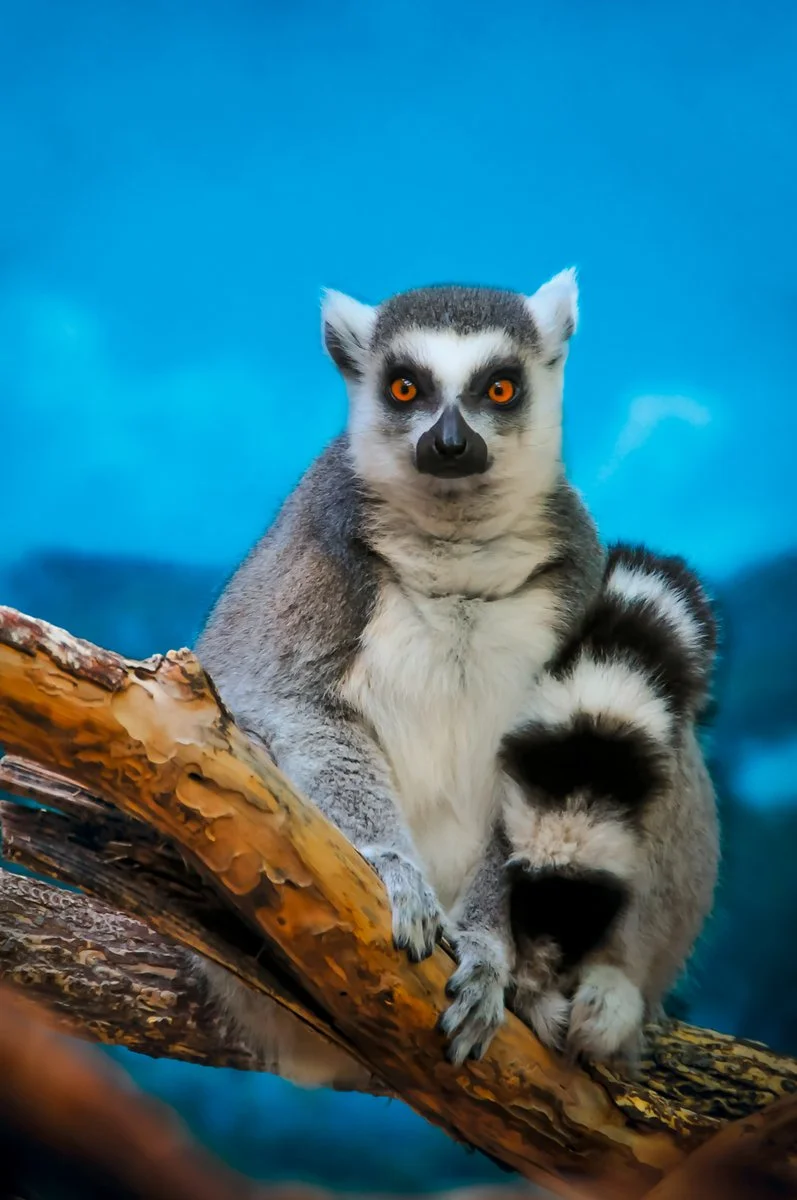 Tour Avaratra - Andilana