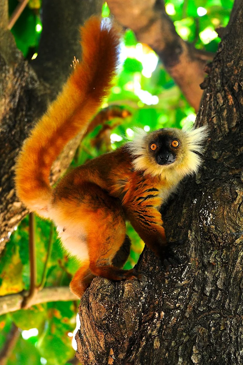 DIEGO SUAREZ/MONTAGNE D'AMBRE/DIEGO SUAREZ (60 km)