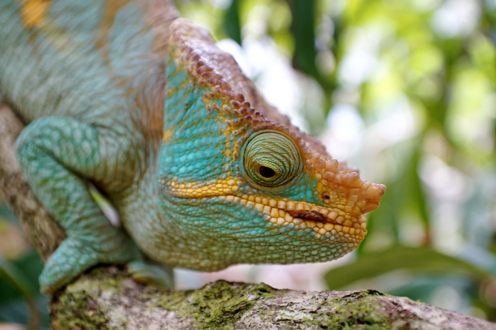 Nosy Be/Ankify/Plantation Millot/Ambilobe/Tsingy Rossi/Diego Suarez (320 km)