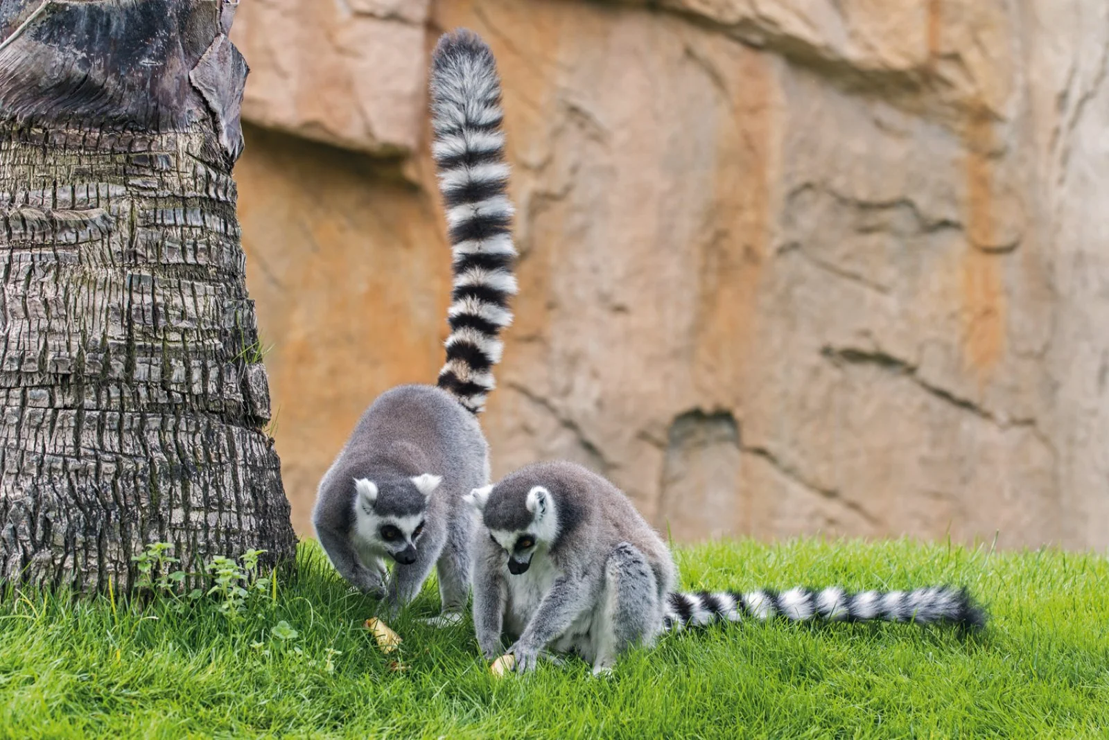 Diego Suarez/Tre Baie/Montagna dei Francesi/Diego Suarez (70 km)