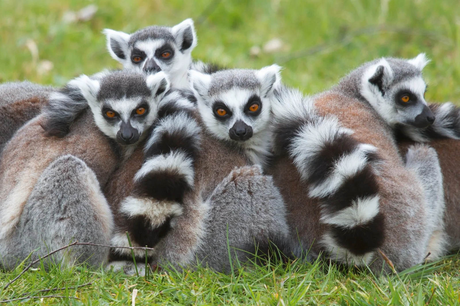 Diego Suarez/Joffre Ville/Montagne D’Ambre/Joffre Ville (50 km)