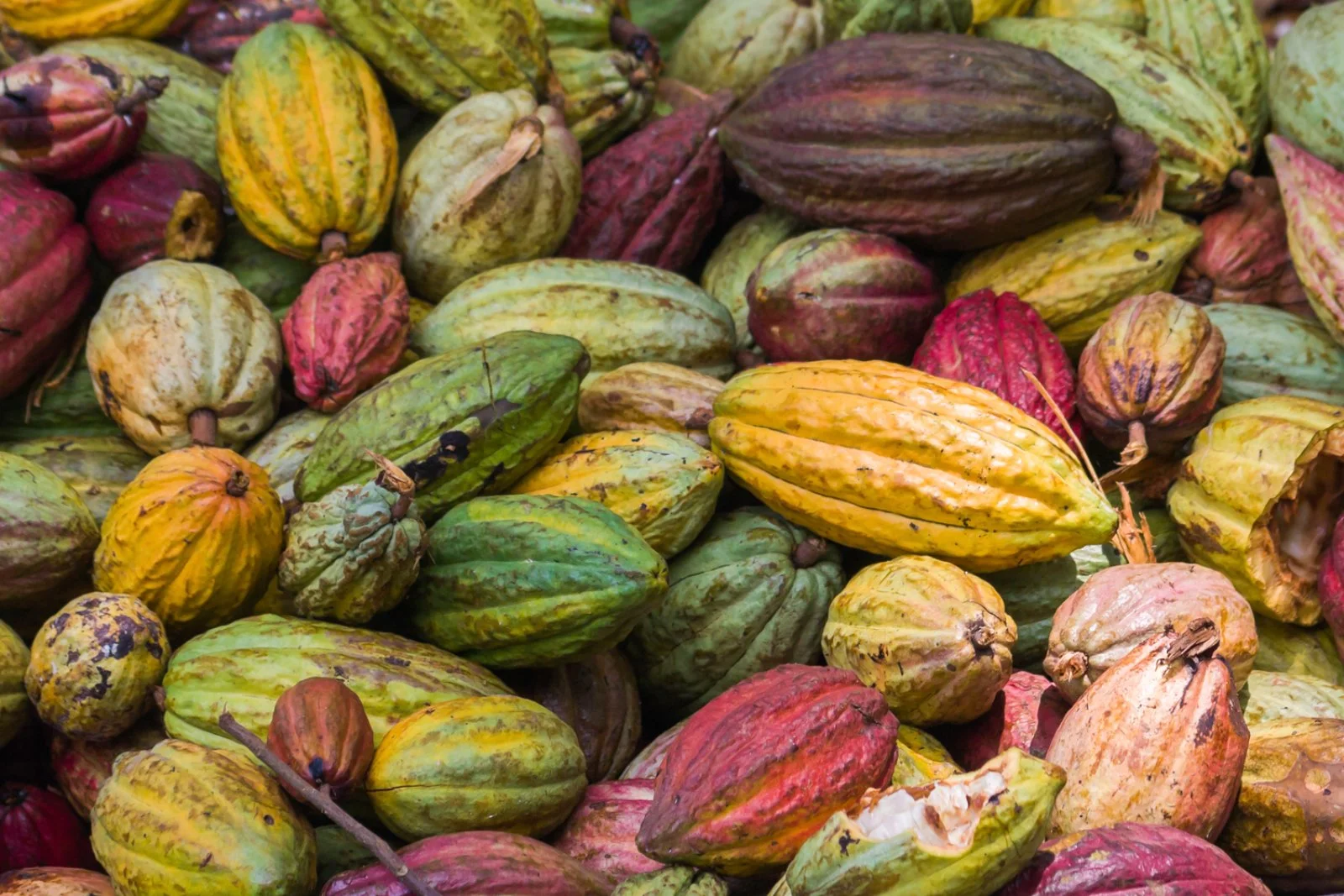Tour Intour Sakalava - Cacao Tour Intour Sakalava - Cacao