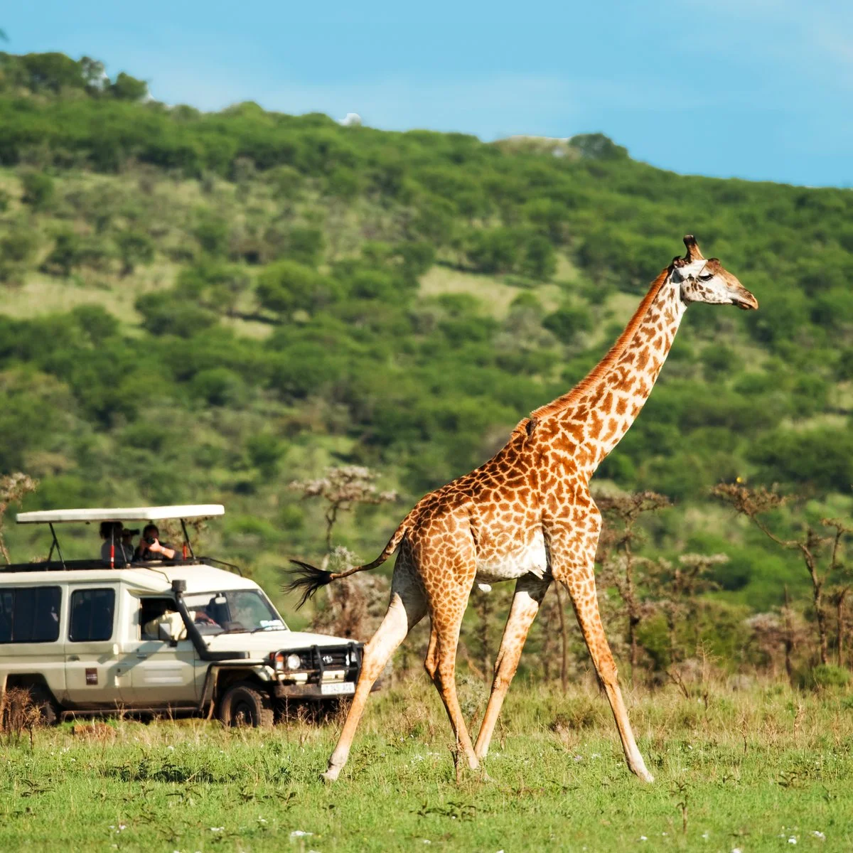 Safari Serengeti Ngorongoro Experience Kilimanjaro - Serengeti National Park