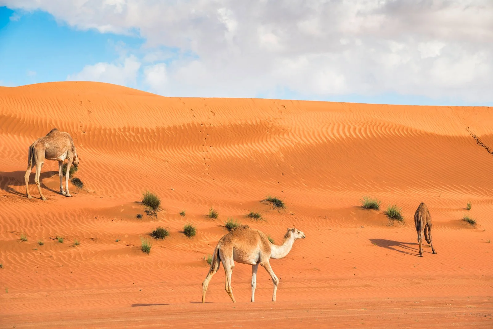 Bravo Esplora Deserto E Montagne Salalah Edition 