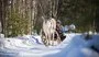 INCANTESIMO LAPPONE WILD – Saarenkylä