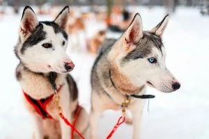 INCANTESIMO LAPPONE SANTA CLAUS YLLAS – Saarenkylä