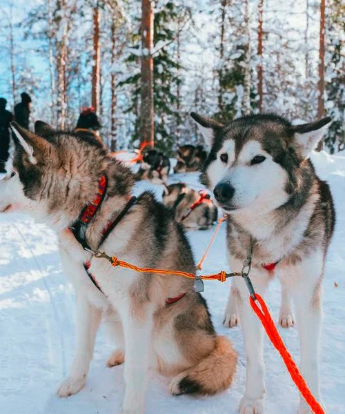 INCANTESIMO LAPPONE SANTA CLAUS YLLAS – Saarenkylä
