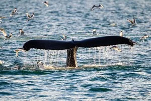 INTOUR NORVEGIA AVVENTURA ARTICA – Tromsø