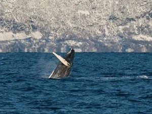 INTOUR NORVEGIA AVVENTURA ARTICA – Tromsø