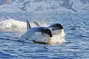INTOUR NORVEGIA AVVENTURA ARTICA – Tromsø