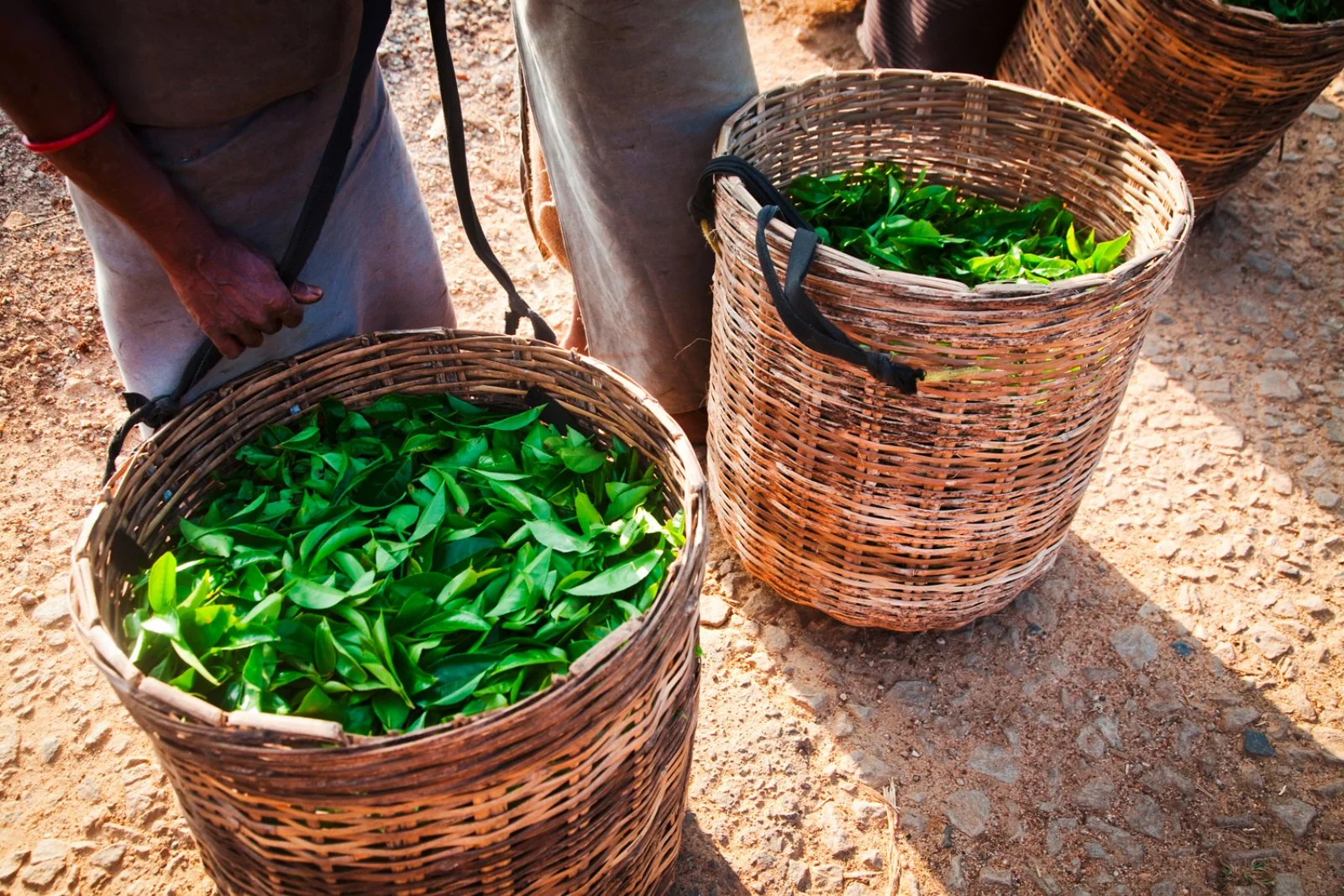 Colombo/Dambulla (170 km)