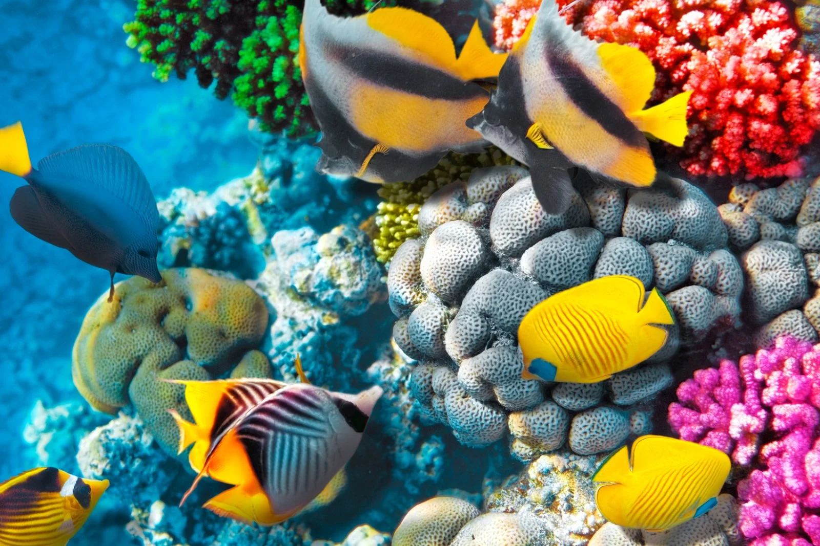 Il Cairo - Sharm el Sheikh