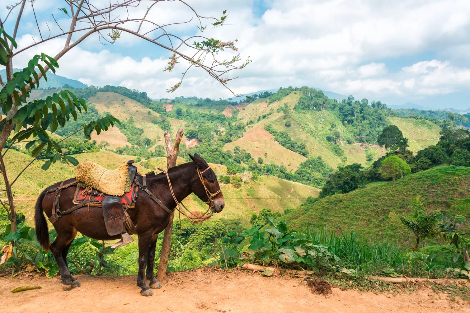 Magic Toda Colombia E San Andres - Pereira, Regione Del Caffè