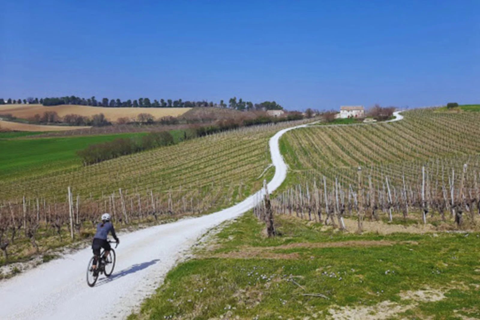 Bici E Vino Per Le Colline Picene 