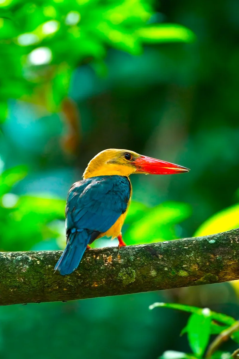 Kuching - Mulu Caves - immagine 3 di 3