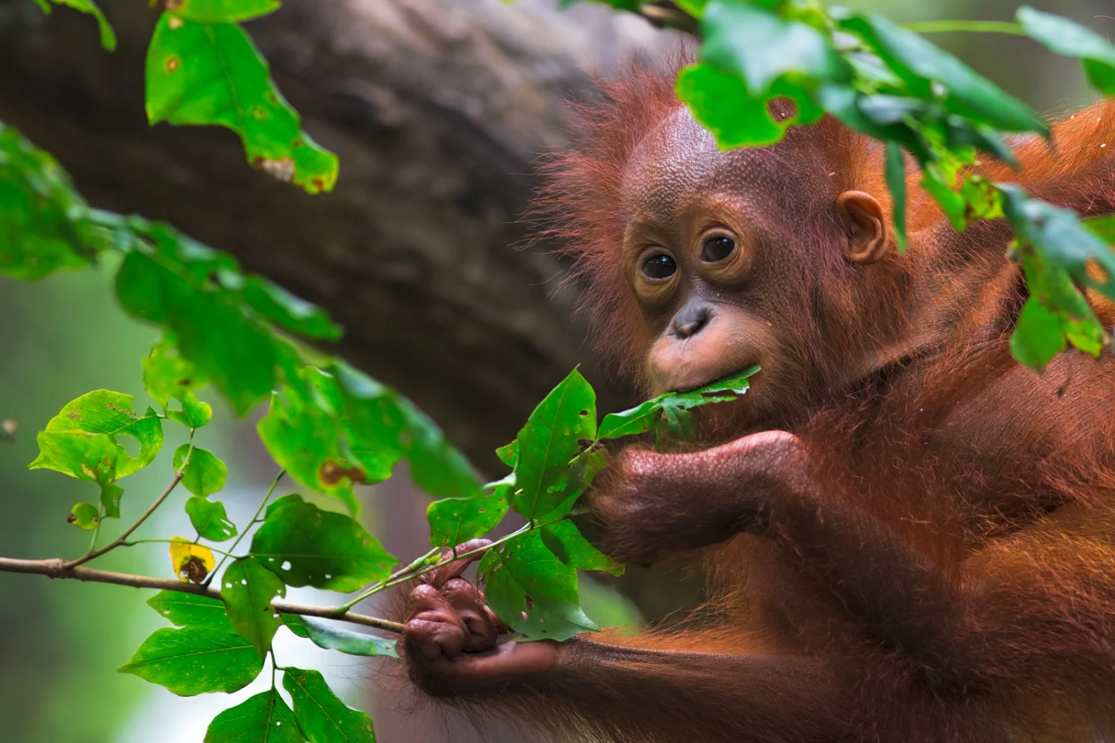 Kuching - Anais - Kuching - immagine 2 di 2