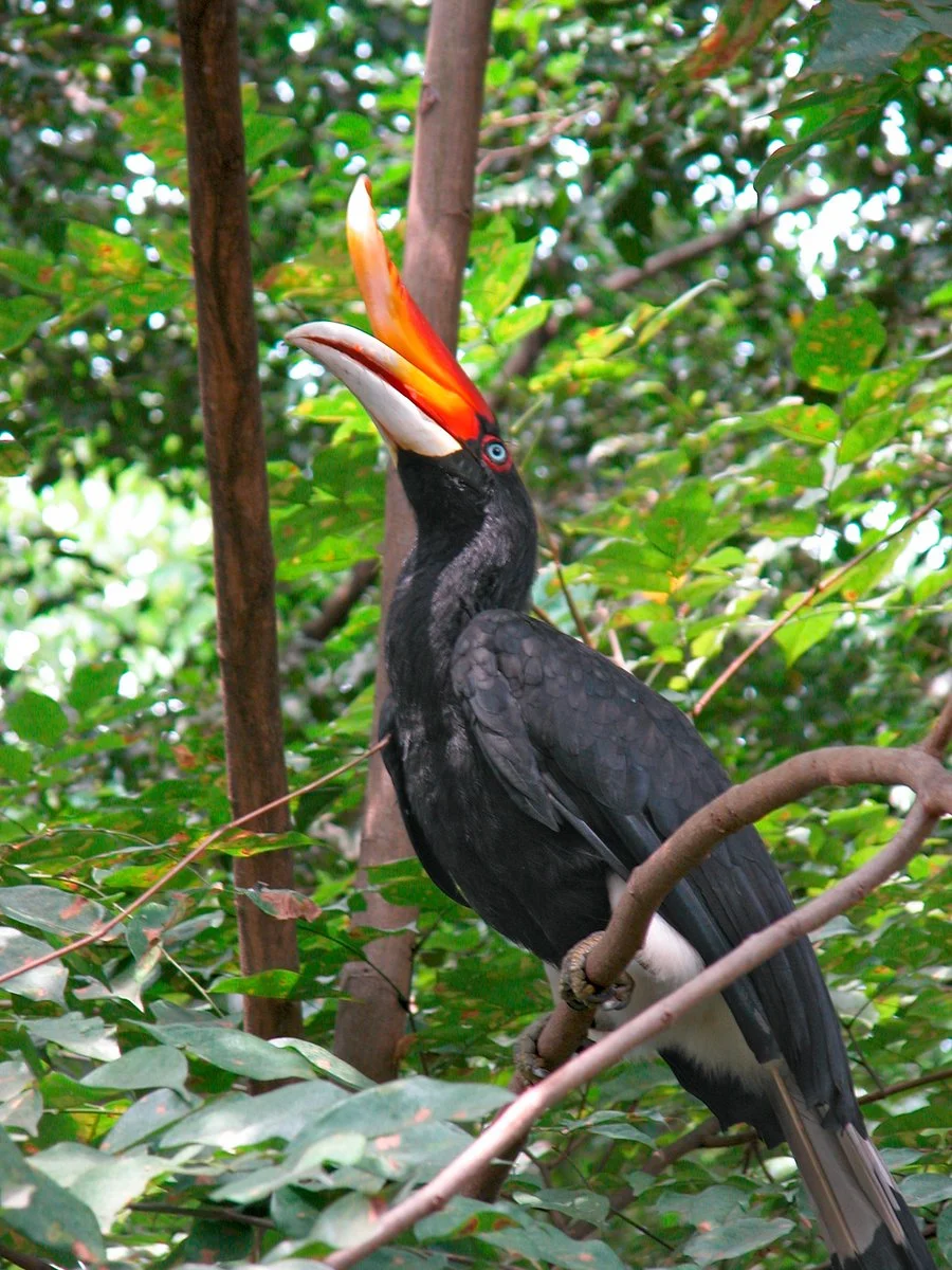 Kuching - Bako National Park - Kuching - immagine 2 di 3