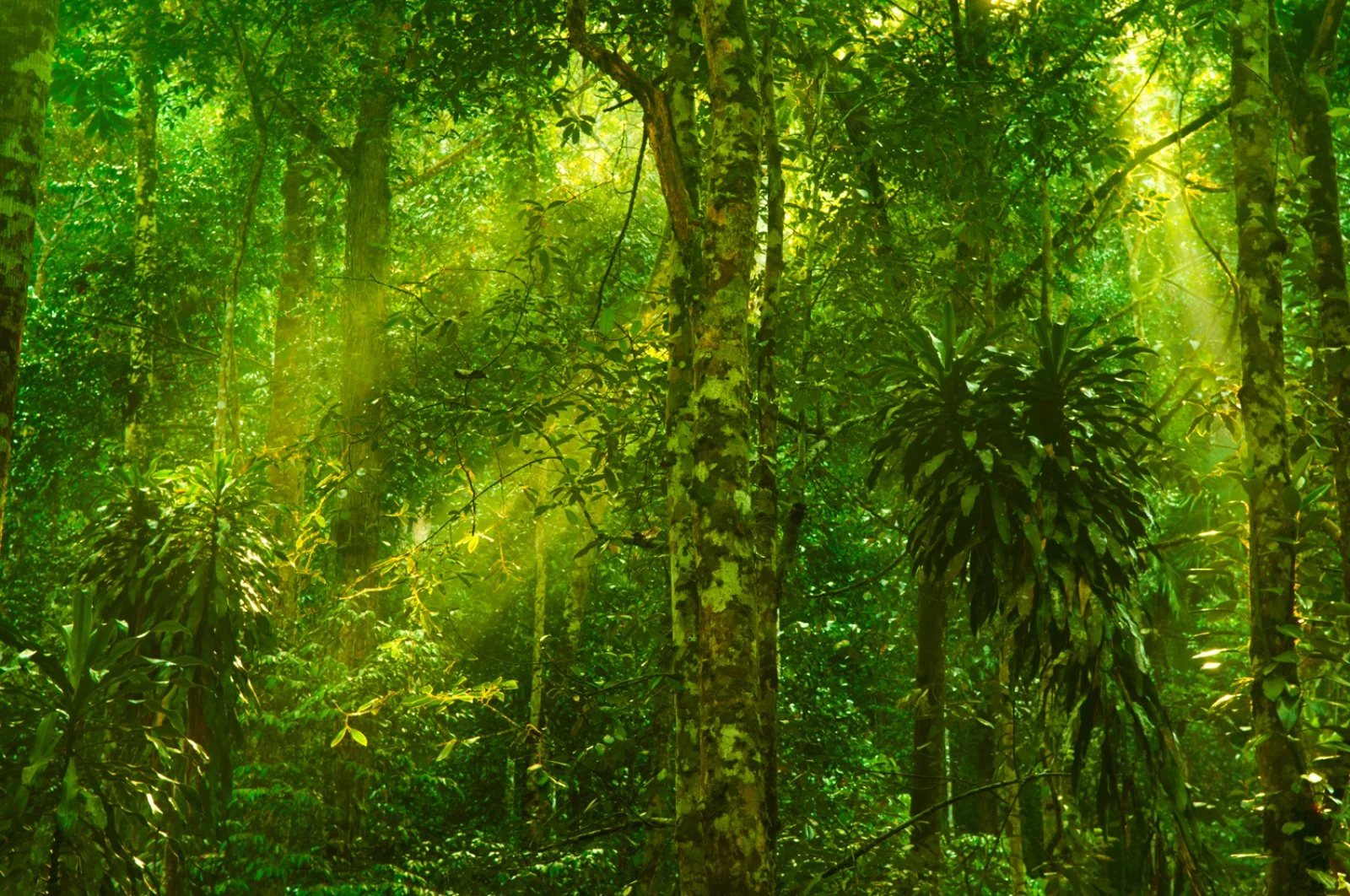 Kuching - Mulu Caves - immagine 2 di 3