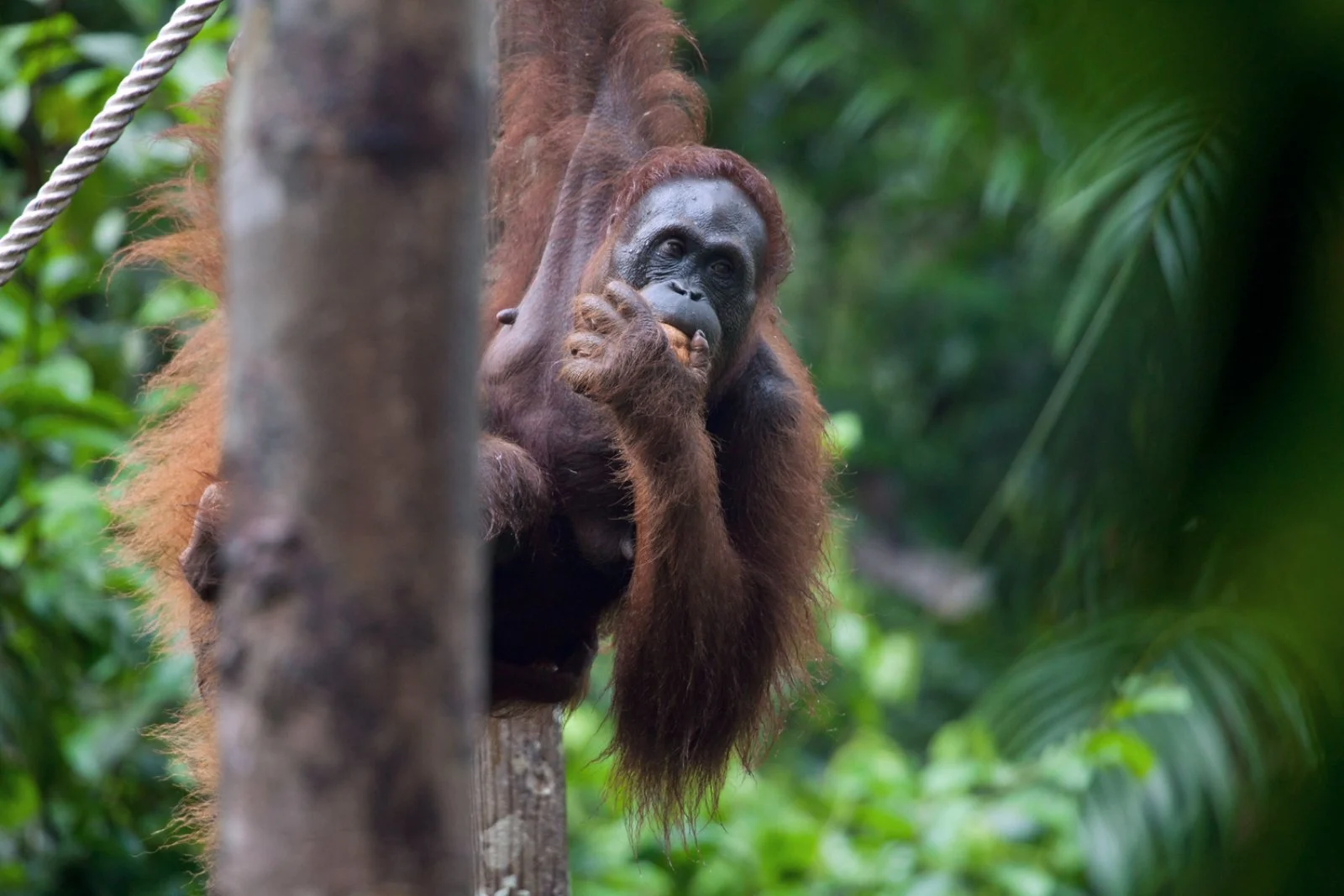 Kuching - Bako National Park - Kuching - immagine 3 di 3