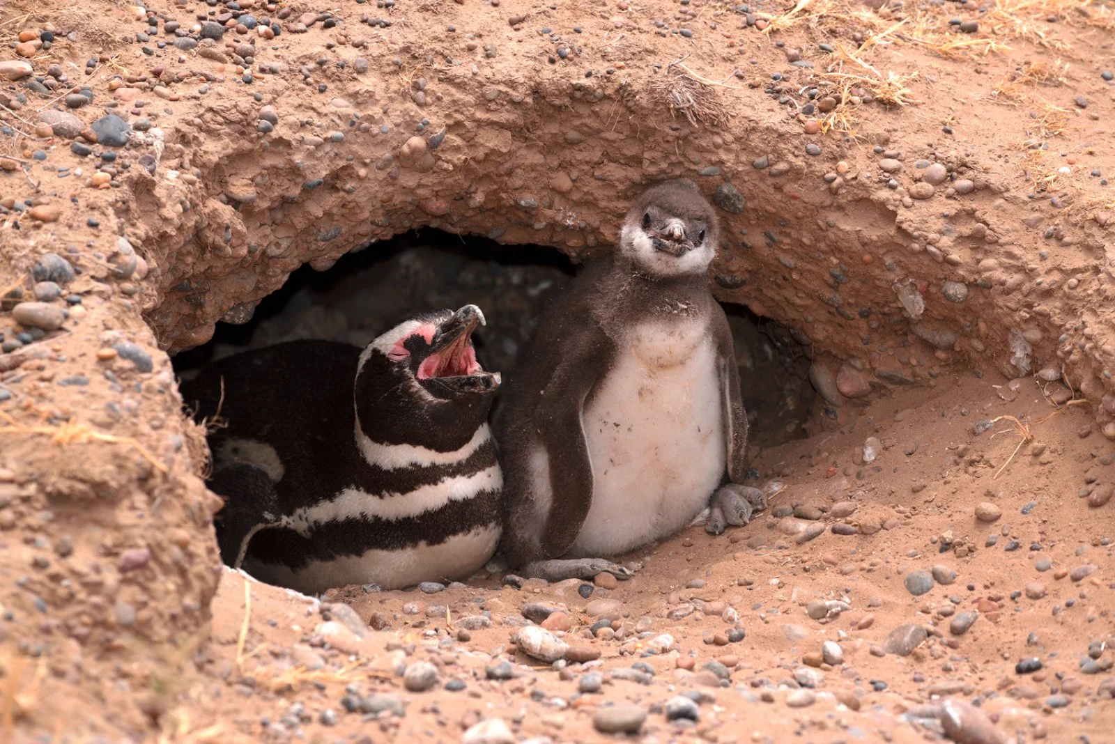 Puerto Madryn - Penisola Valdés - Puerto Madryn - immagine 2 di 3