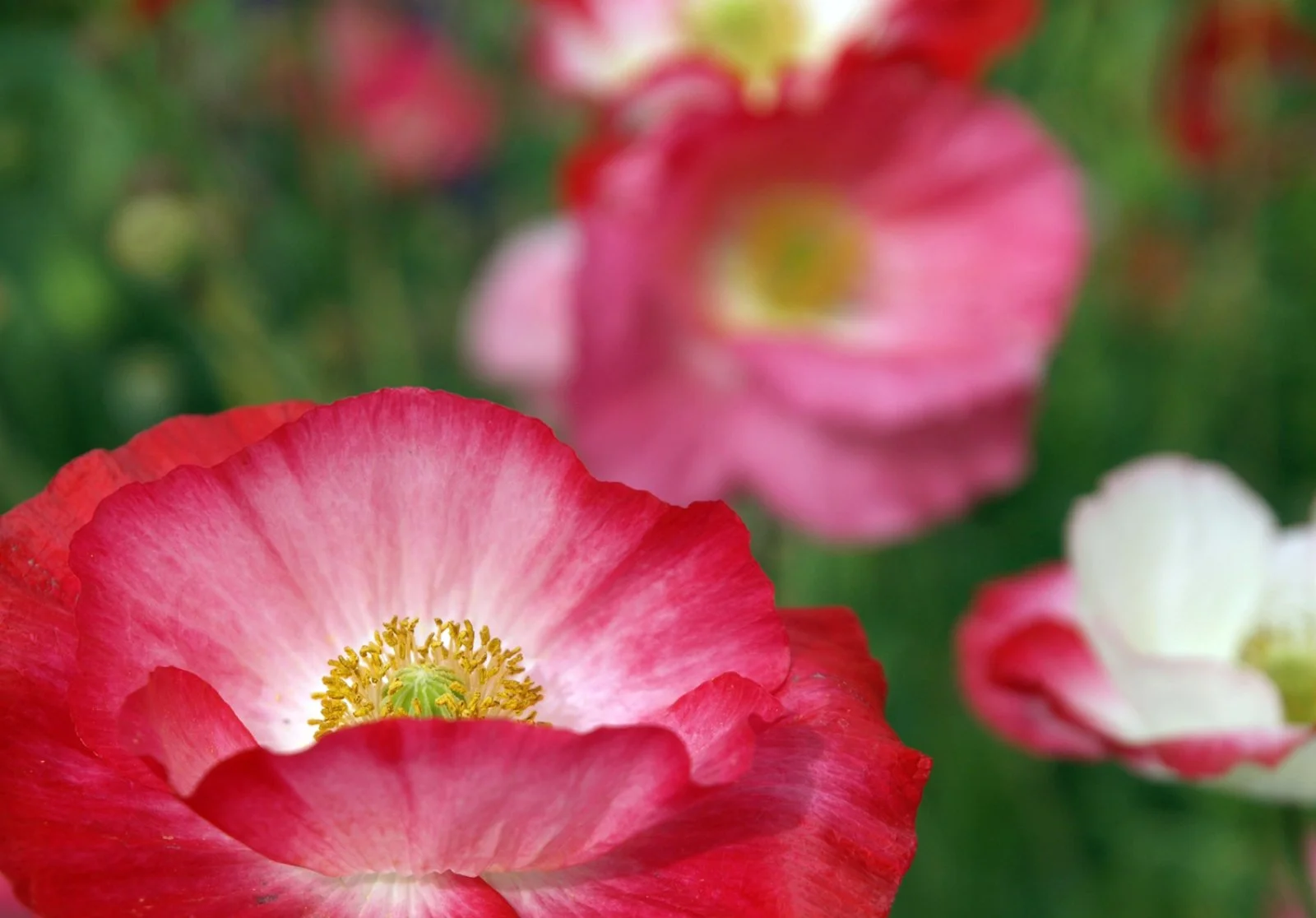 Puerto Madryn - Trelew - El Calafate