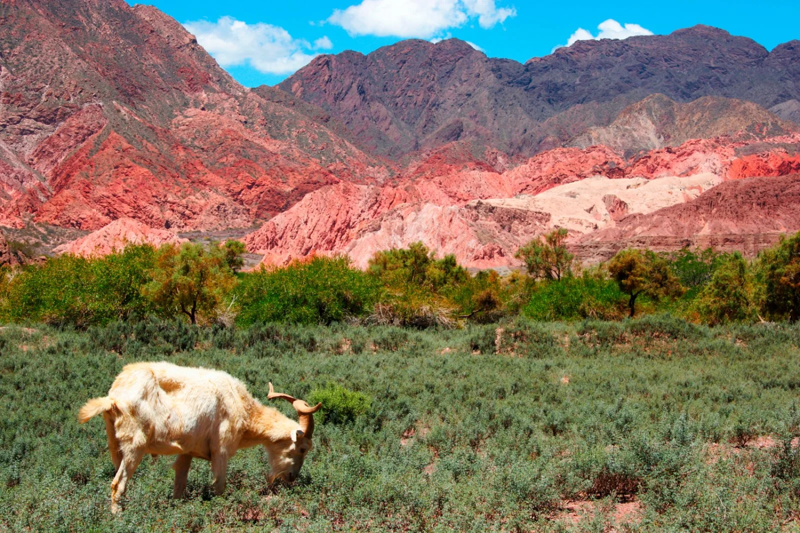 Purmamarca - Humahuaca - Salta - immagine 4 di 4