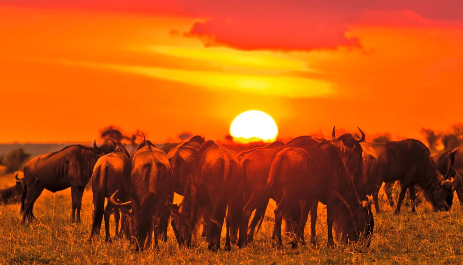 Serengeti Centrale - Serengeti Nord - immagine 1 di 2
