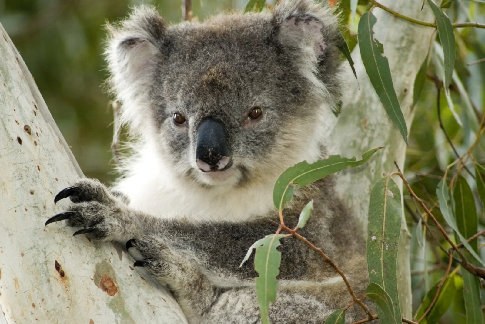 Kangaroo Island - immagine 2 di 3