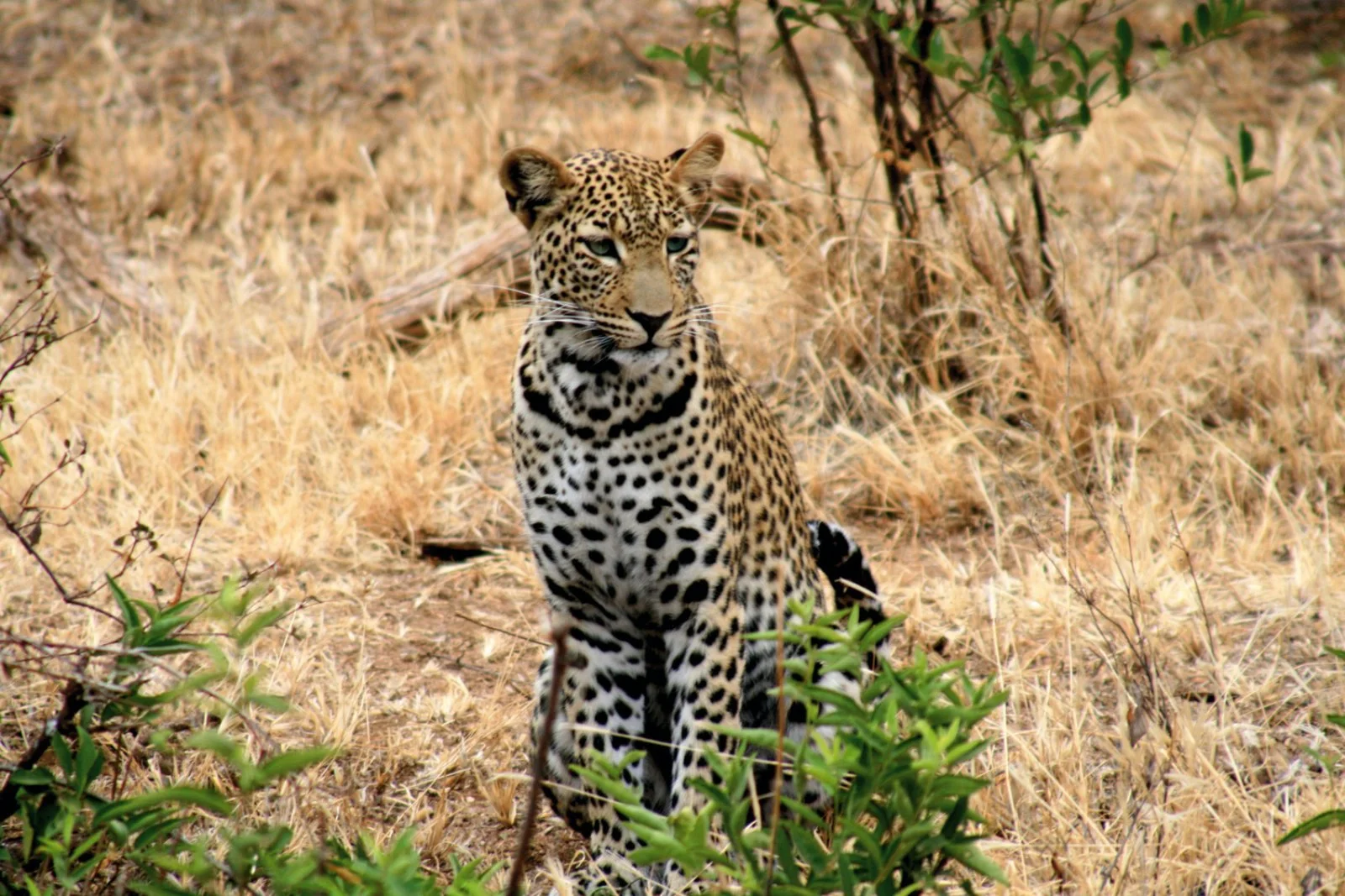 Karatu/Arusha/Zanzibar (165 km)
