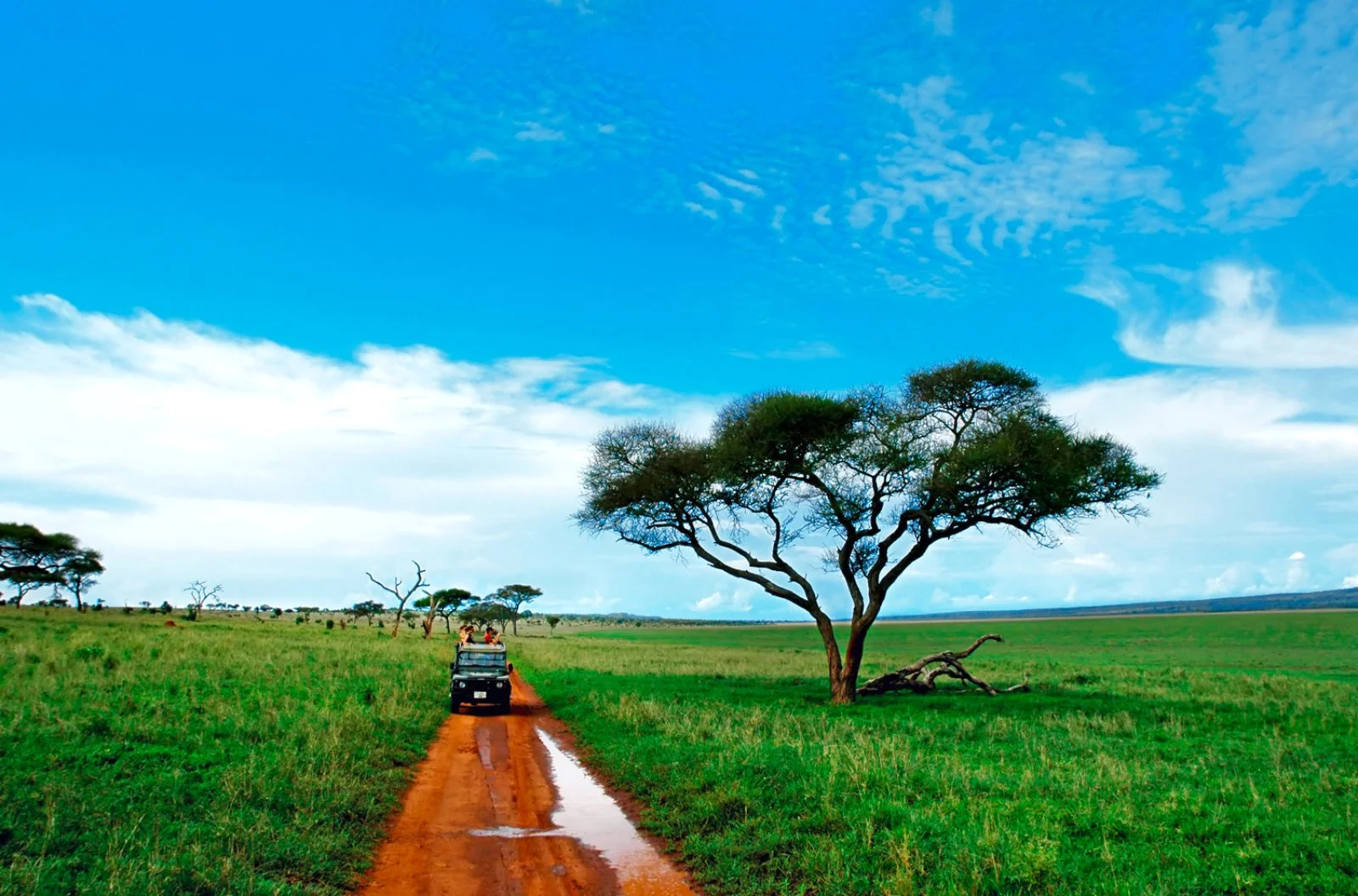 Safari Bravo Esplora Sotto Il Cielo Africano - Tarangire National Park