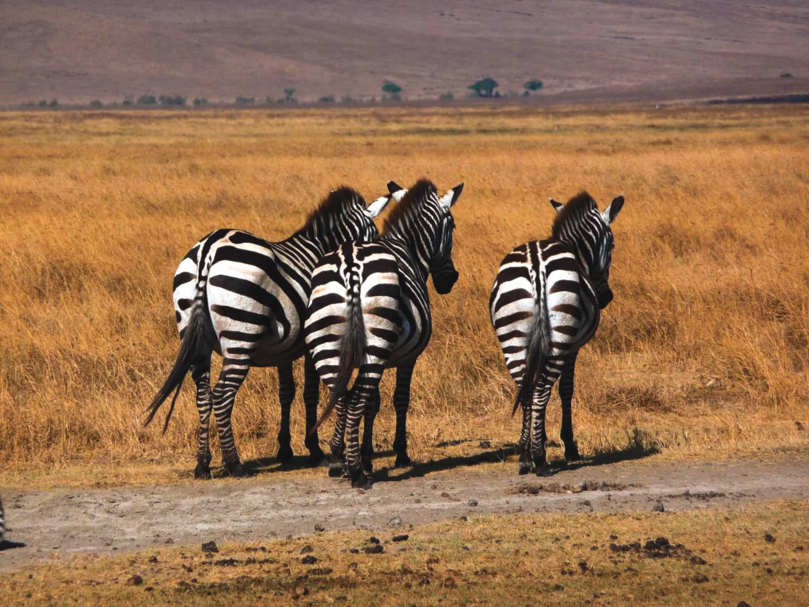 ZANZIBAR/ARUSHA/PARCO NAZIONALE DEL TARANGIRE (150 km)