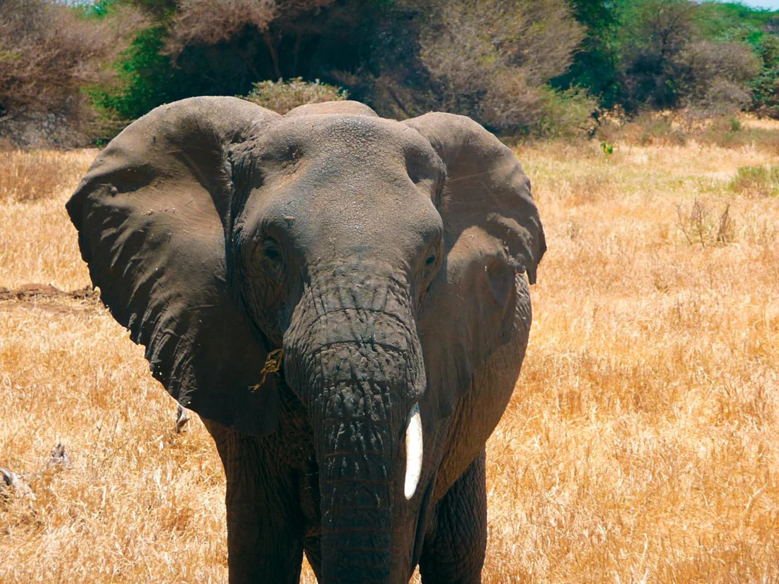 KARATU/RISERVA DI NGORONGORO/KARATU (175 km)