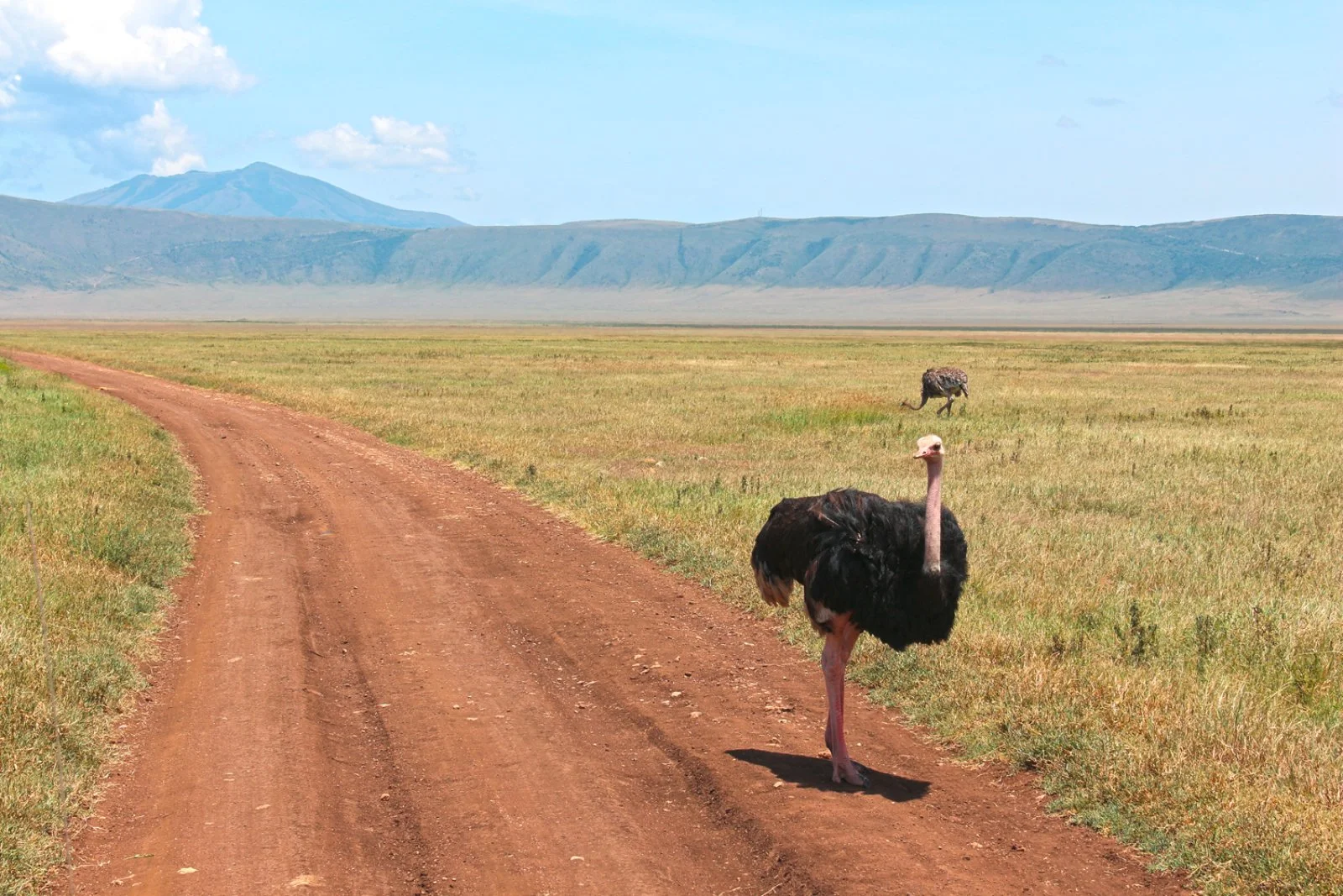 KARATU/ARUSHA/ZANZIBAR (165 km)