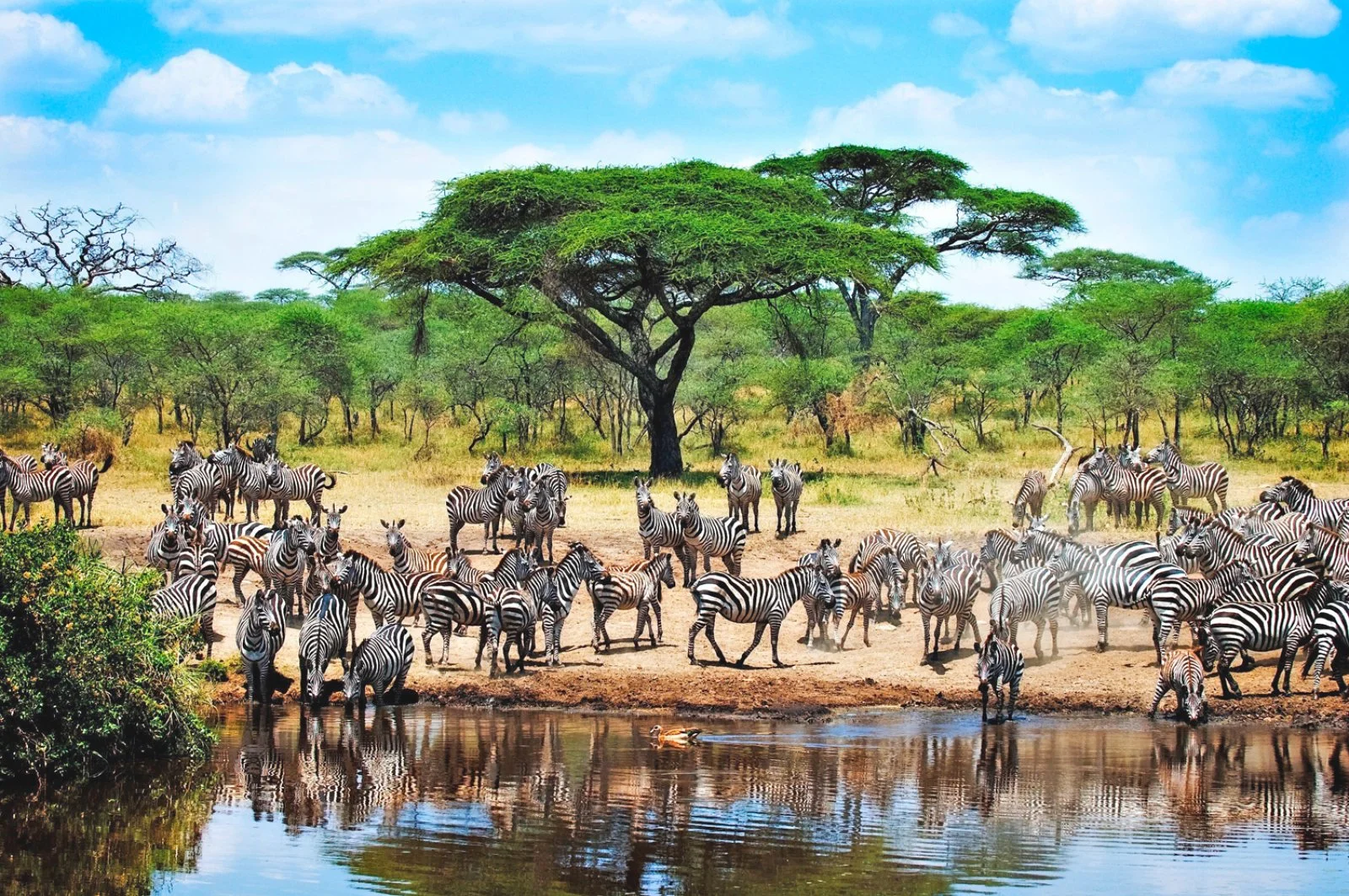 KARATU/ARUSHA/ZANZIBAR (165 km)