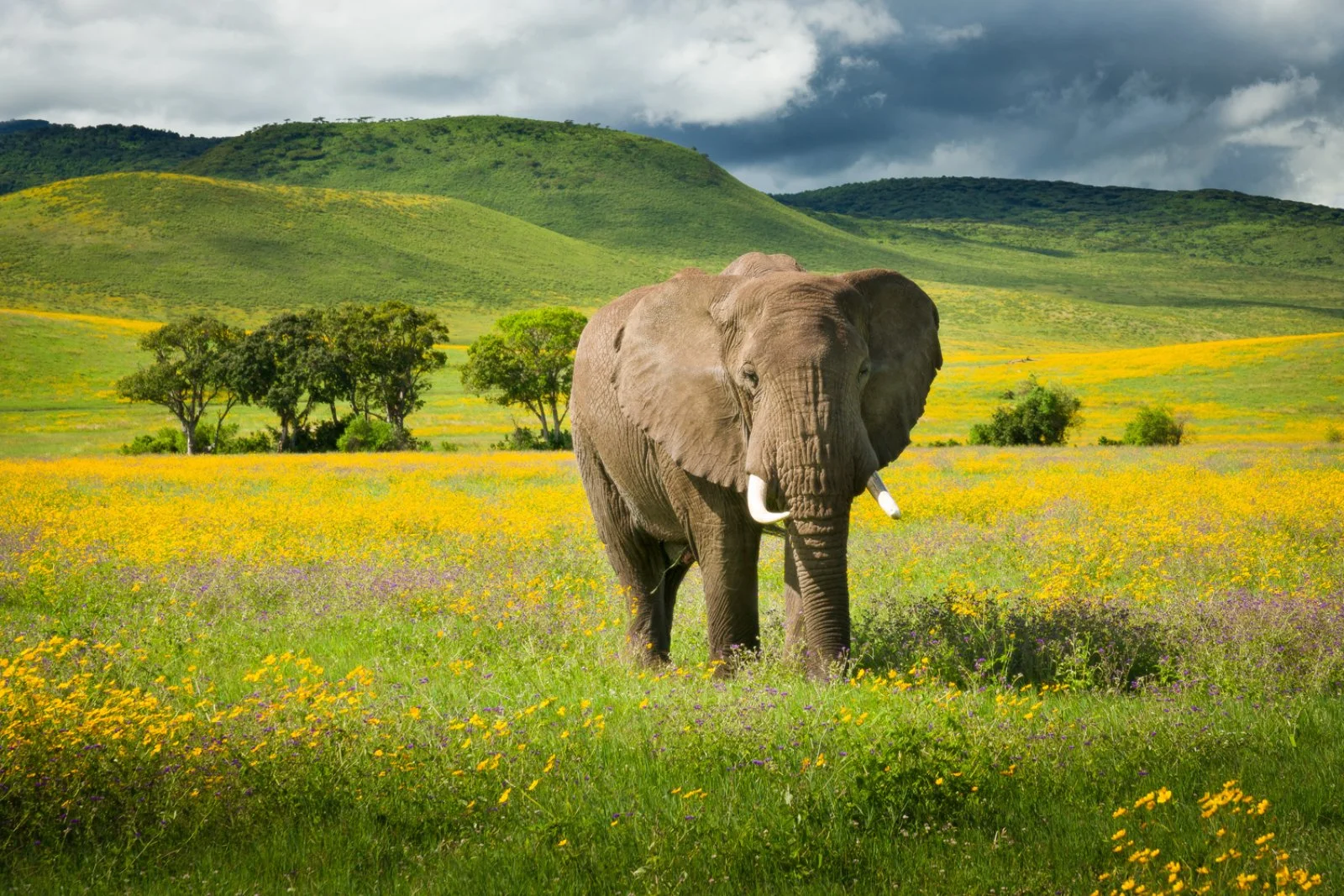 PARCO NAZIONALE DEL SERENGETI/KARATU (215 km)