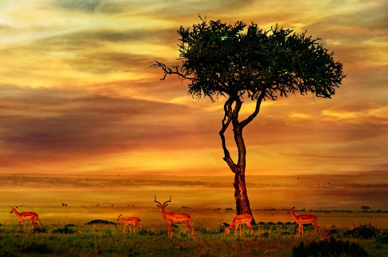 PARCO NAZIONALE DEL SERENGETI/KARATU (215 km)