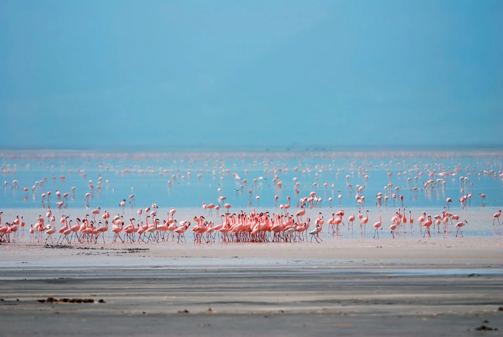Manyara/Arusha/Zanzibar (165 km)