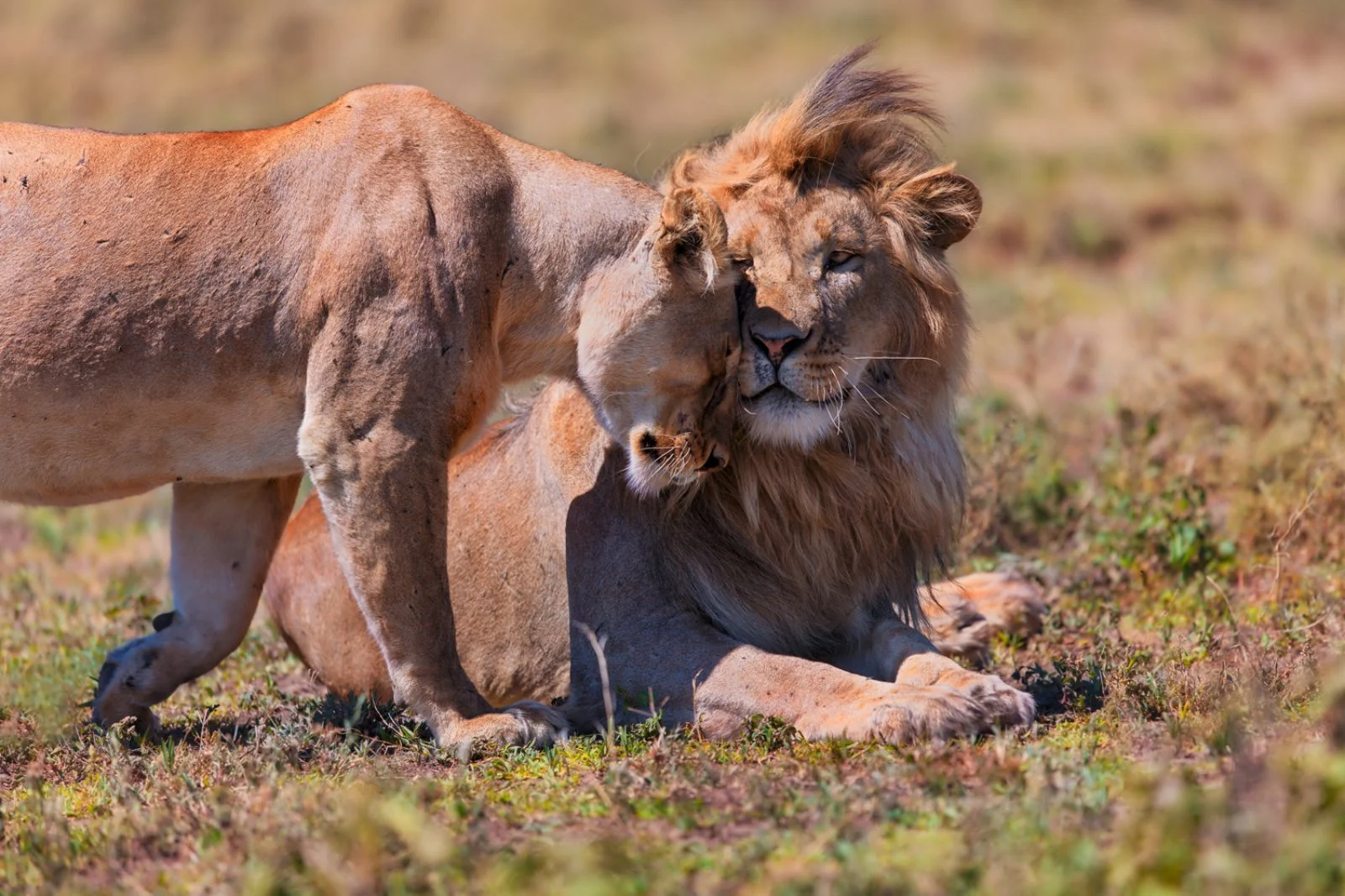 Serengeti/Ngorongoro/Karatu (215 km)
