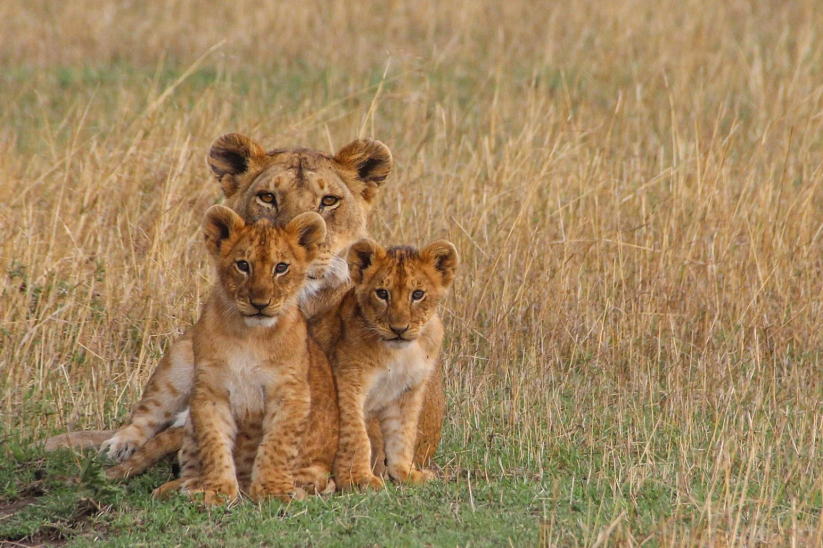 Ndutu/Arusha/Zanzibar (280 km)