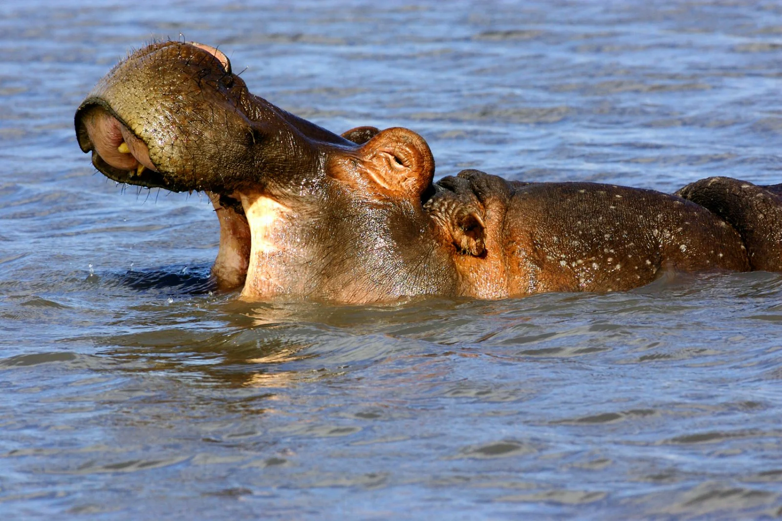 Serengeti/Ngorongoro/Karatu (215 km)