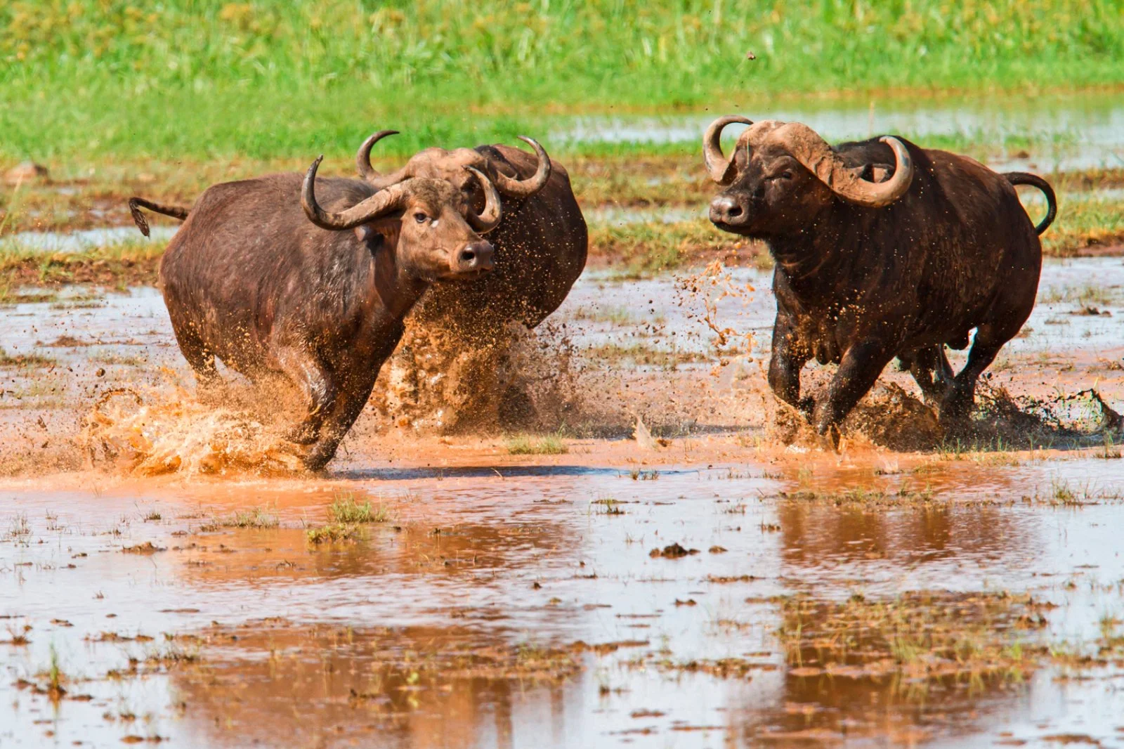 Safari Intour Explore Gran Tanzania - Lake Manyara National Park