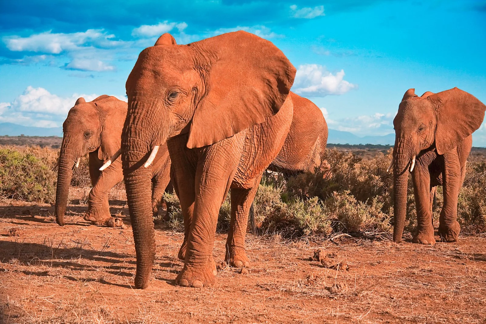 Lualenyi Camp/Taita Hills/Lualenyi Camp (75 km)